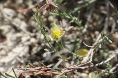 Fumana ericifolia