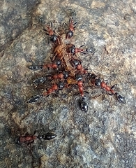 Tetraponera rufonigra