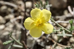 Fumana ericifolia