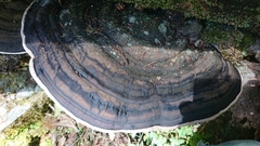 Phellinus nigricans
