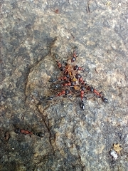 Tetraponera rufonigra