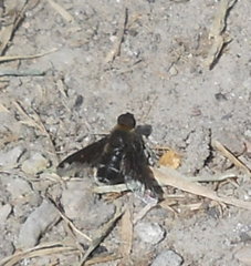 Hemipenthes velutina