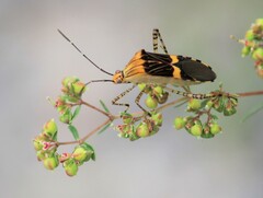 Hypselonotus lineatus