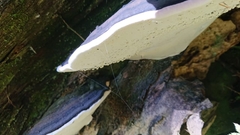 Phellinus nigricans