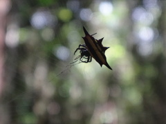 Gasteracantha fornicata
