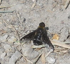 Hemipenthes velutina