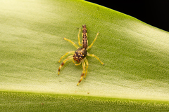 Indopadilla vimedaba