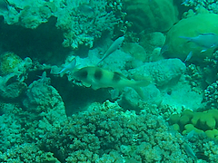 Parupeneus crassilabris