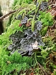 Lobaria anthraspis