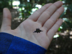 Gasteracantha fornicata