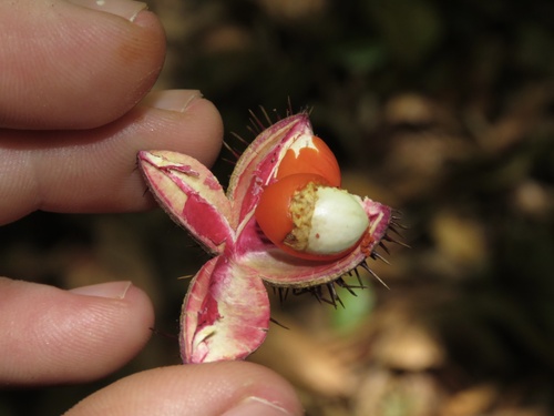 Sloanea picapica image