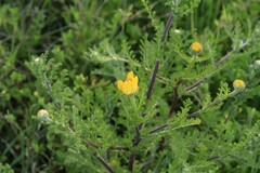 Anacyclus