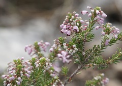 Erica manipuliflora