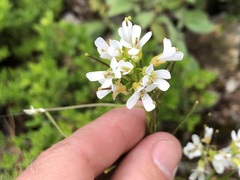Arabis hirsuta
