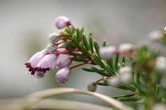 Erica manipuliflora