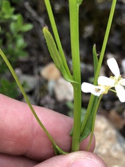 Arabis hirsuta