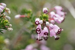 Erica manipuliflora