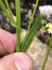 Arabis hirsuta