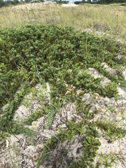 Juniperus rigida conferta