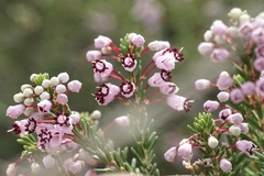 Erica manipuliflora