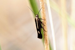 Scythris