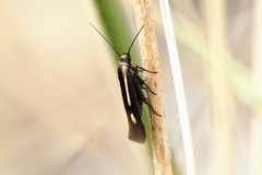 Scythris