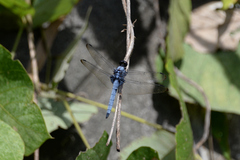 Orthetrum melania melania
