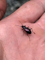 Nebria piperi