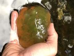 Caudata