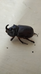 Oryctes nasicornis grypus