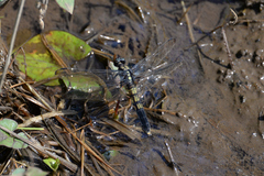 Orthetrum melania melania