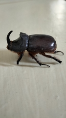Oryctes nasicornis grypus