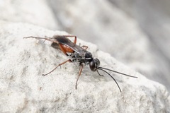 Agenioideus nubecula