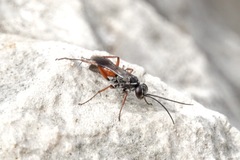 Agenioideus nubecula