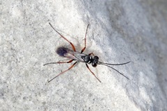 Agenioideus nubecula