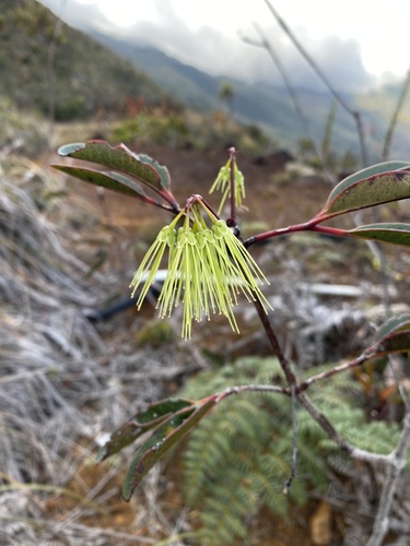 Cunonia schinziana observed 2022-09-28