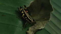 Traulia azureipennis