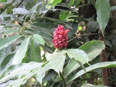 Costus