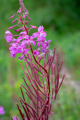 Chamaenerion angustifolium