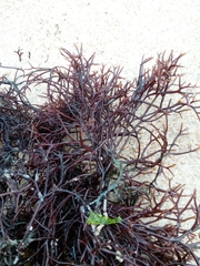 Furcellaria lumbricalis