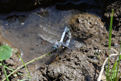 Orthetrum albistylum