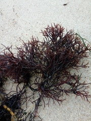 Furcellaria lumbricalis