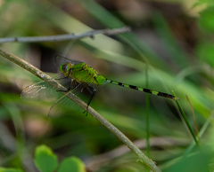 Erythemis vesiculosa
