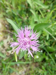 Centaurea scabiosa