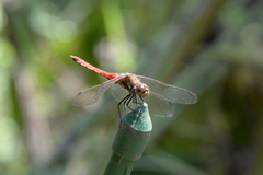Sympetrum frequens