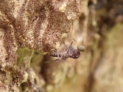 Sylvicola