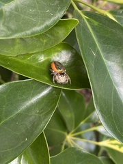 Paraphidippus aurantius