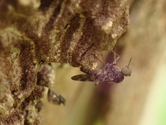 Sylvicola