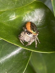 Paraphidippus aurantius