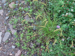 Carex leiorhyncha